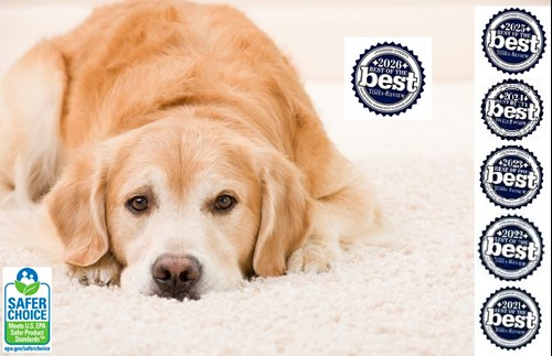 Local Professional Carpet Cleaner